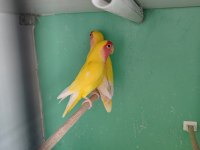 Kırmız Göz Sevda Papağanı Takım