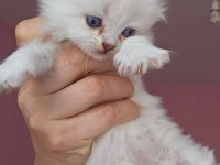 3 dişi british longhair