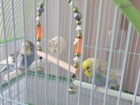 Acil 2 Yavru Muhabbet Kuşu Acil Satılık