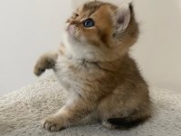 Yavru Golden British Shorthair