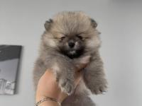 Pomeranian Boo Dişi Ve Erkek