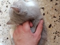 70 Günlük 2 Erkek Kardeş Kedimiz Uyguna