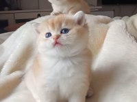 Üst Kalite Golden British Shorthair Bebekler