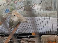 Acil Satılık Papağanlarımız