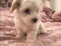 Teacup maltese yavrularımız