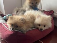 Pomeranian spitz yavrular