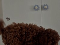 Orijinal Toy Poodle Değerlendirmeden Geçmeyin