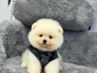 Dişi Ve Erkek Teddy Bear Pomeranian Yavrular