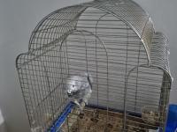 Full Evcil Yavru Jako Papağanı