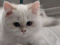 British Longhair 3 Aylık