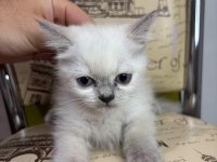 2 Aylık Blue Point Dişi British Kızımız