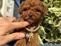 Sevimli poodle yavrular