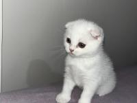 Scottish fold yavru