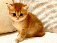 Golden Ny11 Safkan Orjinal Yeşil Gözlü Sarışın British Shorthair Kız