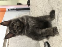 Maine Coon Yavrularımız