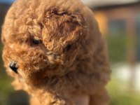 Tüy Yumağı Poodle Yavrumuz