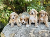 Ruhsatlı İşletmeden F1 Maltipoo Bebekler