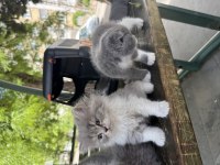 Scottish Tatlılıklar