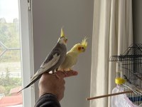 Sultan Papağanlarım Kafes Ve Malzemeler