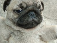 Kaliteli pug mops