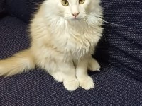 Anne Baba Şecereli Safkan Yavru Maine Coon