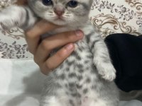 Dünya Tatlısı Yavru Kediler