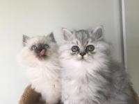 Uysal ve sevecen british longhair