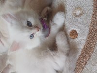 British 2 Aylık Maviş