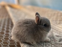 Hollanda cüce tavşan