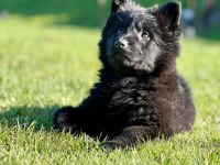 Solid black (siyah) alman kurdu yavruları