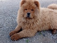 Safkan temiz ırk çin aslanı