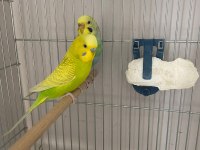 Çift Tek Takım Muhabbet Kuşları Damızlık Yavru