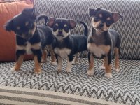 Safkan Teacup Şivava Yavruları