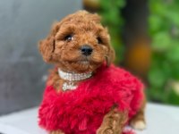 Sevimli Poodle Köpekler