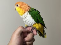 Caique Papağanı Süper Formda