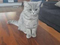 Dişi kedi 4 aylık ücretli verilecek