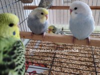 Tüm İstanbul İlçelerine Adrese Teslim Muhabbet Kuşu