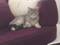 British Shorthaır Dişi (Ücretsiz)