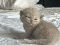 20 Günlük Scottish Ve British Yavrularımız