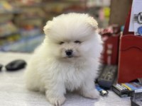 2,5 Aylık Pomeranian Boo