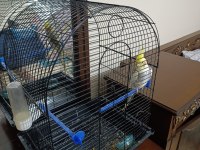 Kafesiyle beraber sultan papağanı