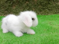 Beyaz Hollanda Teddy Lop Tavşan Yavrularımız
