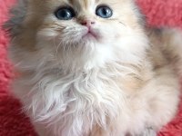 Safkan British Longhair Golden Dişi