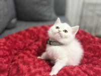 Lekesiz White British Shorthair Bebekler