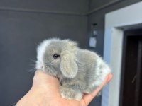 Safkan hollanda ve cüce tavşanlar her yere gönderim