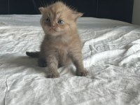 20 Günlük Scottish Ve British Yavrularımız