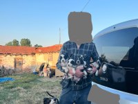 Pointer av köpeği yavruları