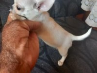 Elma Kafa Küt Burunlu Chihuahua