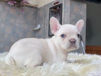 Egzotik Blue French Bulldog Yavrularım Rezerveye Açık
