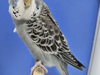 Yeni Yeme Düşen Jumbo Muhabbet Kuşu Bebekler